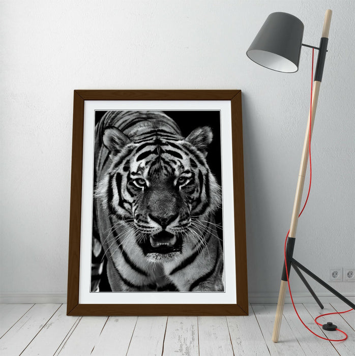 TIGER BLACK AND WHITE -FRAMED ART POSTER PAINTING PRINT 4 SIZES