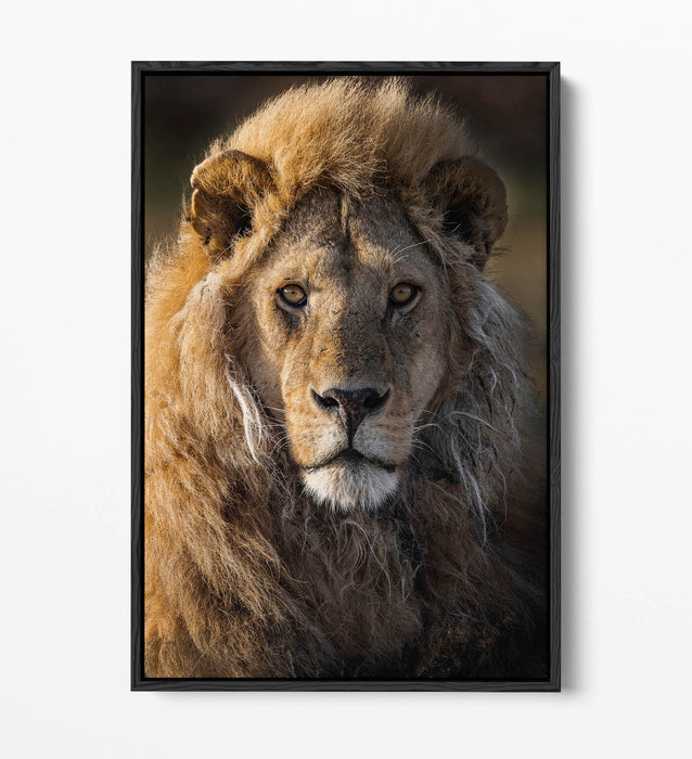 Lion Canvas Wall Art – Float Effect Canvas Print With Deep Frame, Handmade UK