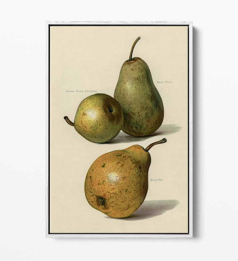Canvas Wall Art Print - Vintage Illustration Pears | Float Effect, Ready To Hang