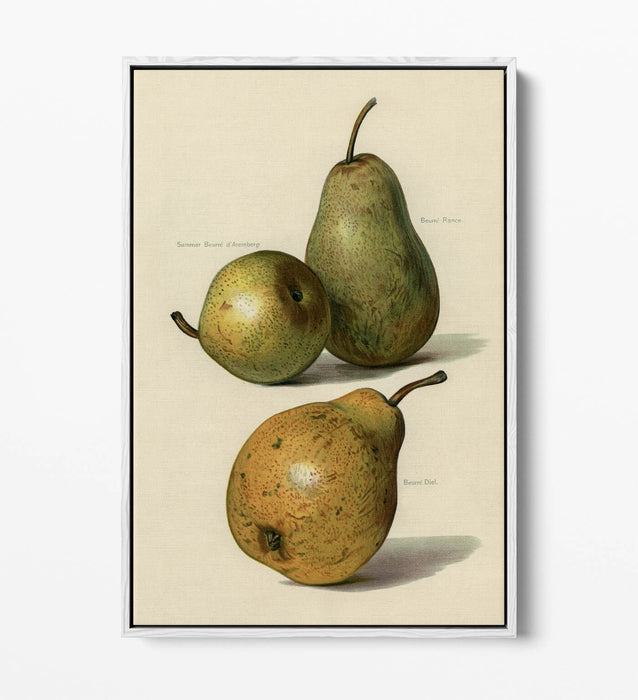 Canvas Wall Art Print - Vintage Illustration Pears | Float Effect, Ready To Hang