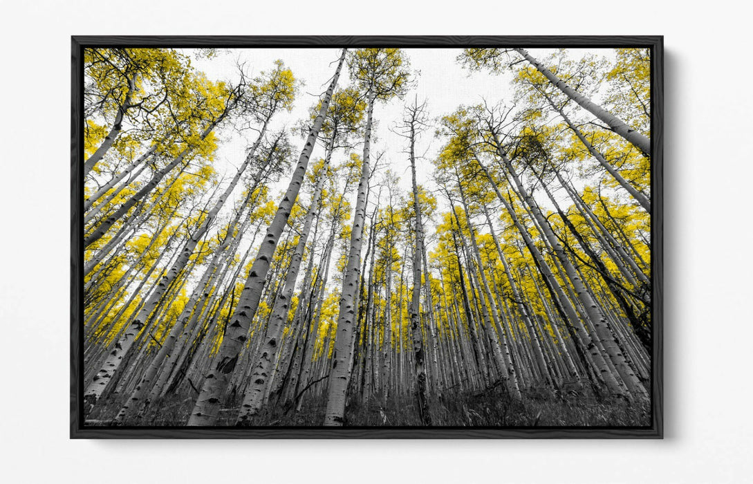 ASPEN TREES -FLOAT EFFECT CANVAS WALL ART PIC PRINT- BLACK WHITE YELLOW