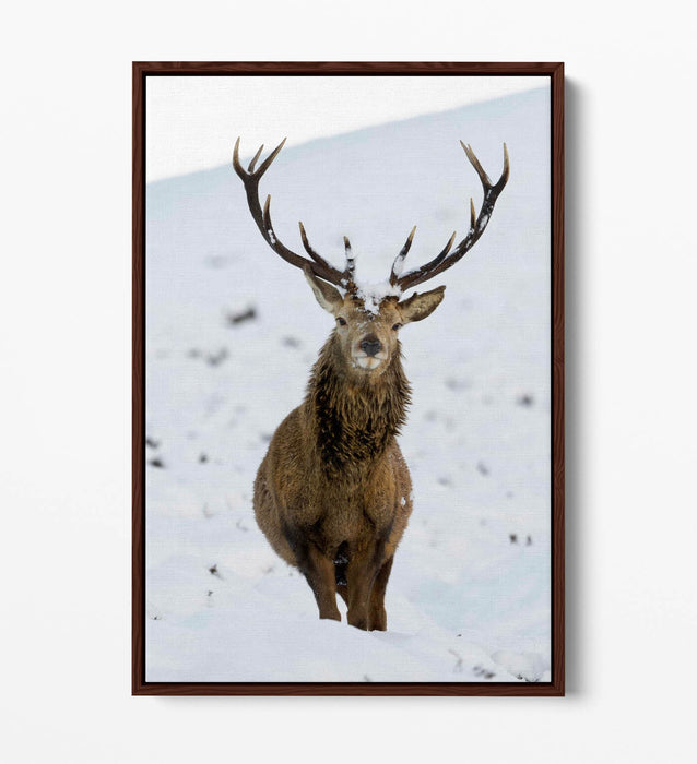 Canvas Wall Art – Majestic Stag In Snowy Landscape | Float Effect Canvas Print