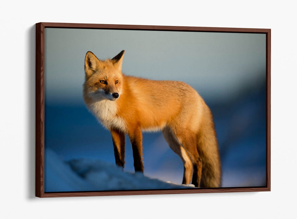 Fox Canvas Wall Art - Handmade Snow Landscape Print | Float Effect Canvas Frame