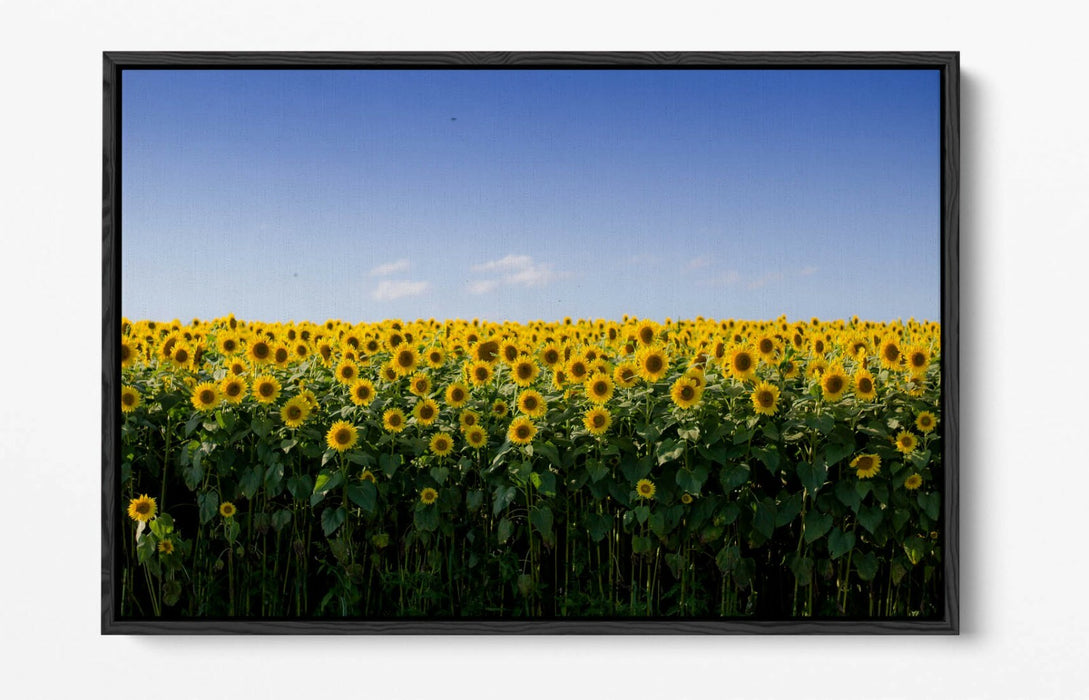 SUNFLOWER FIELD PHOTOGRAPHY -FLOAT EFFECT CANVAS WALL ART PIC PRINT