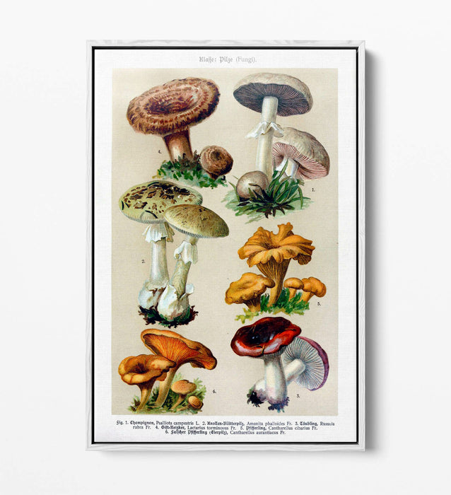 QUIRKY VINTAGE MUSHROOM ILLUSTRATIONS POSTER -FLOAT EFFECT CANVAS WALL ART PRINT