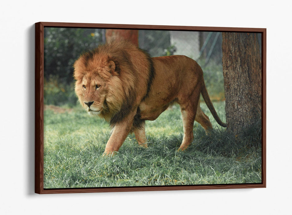 LION ON THE PROWL -FLOAT EFFECT CANVAS WALL ART PIC PRINT- ANIMAL PHOTOGRAPHY