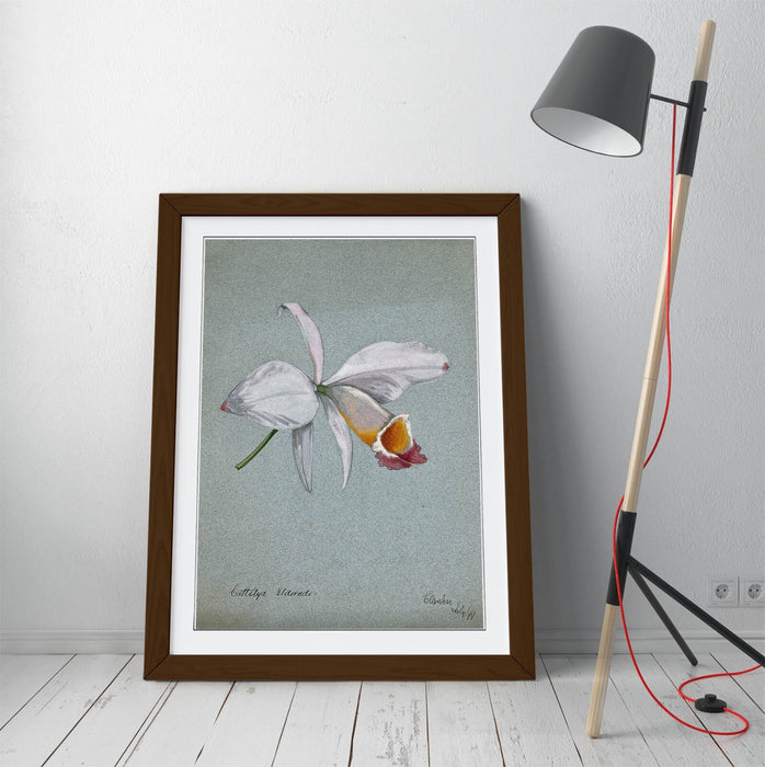 Orchid Wall Art – Framed Watercolour Illustration Botanical Poster Print