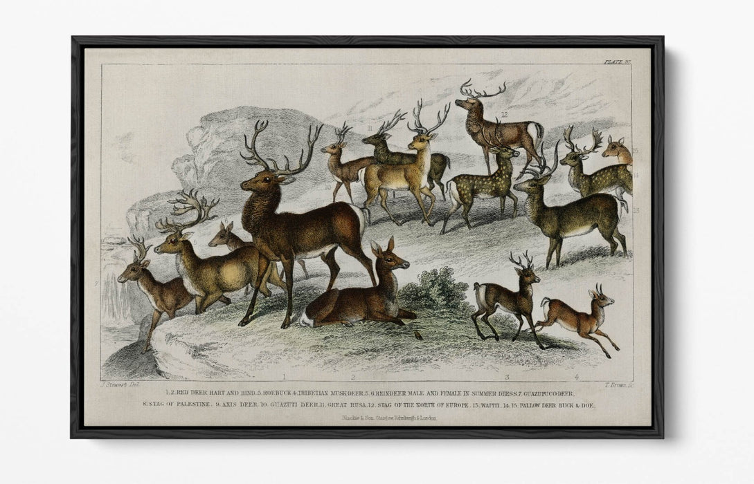 Canvas Wall Art – Handmade UK Deer Print with Float Effect & Premium Frame