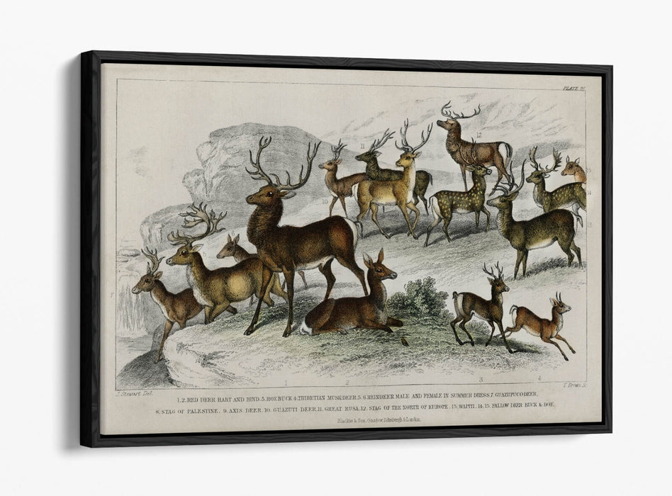 Canvas Wall Art – Handmade UK Deer Print with Float Effect & Premium Frame