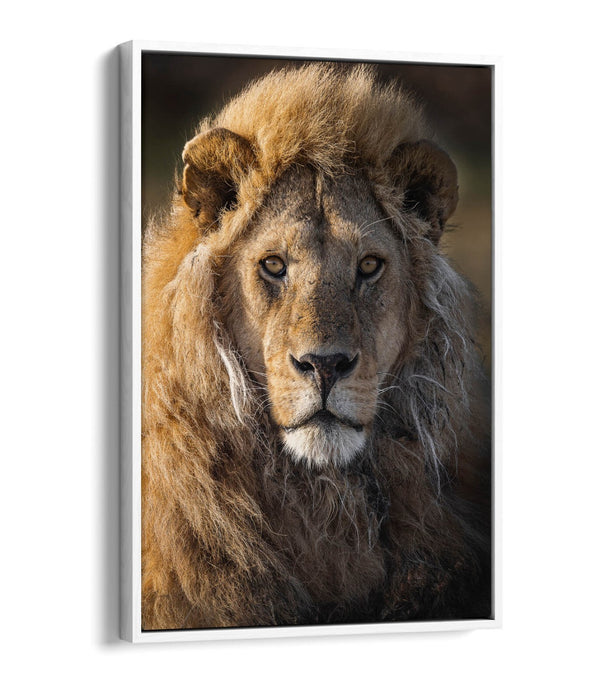 Lion Canvas Wall Art – Float Effect Canvas Print With Deep Frame, Handmade UK