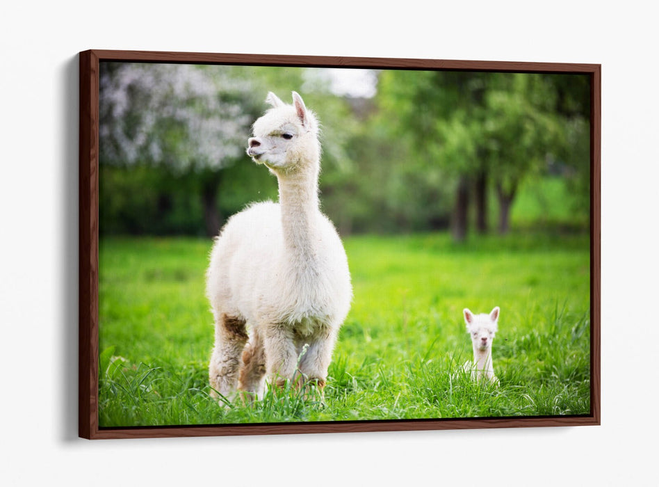 Llama Canvas Wall Art - Baby Llama Decor | Handmade Float Effect Canvas Print