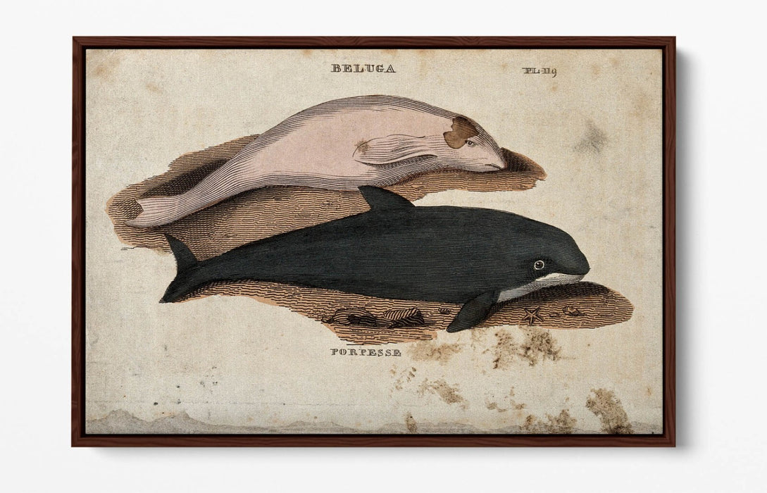 Beluga Whale Canvas Art - Float Effect Marine Animal Decor On Deep Frame