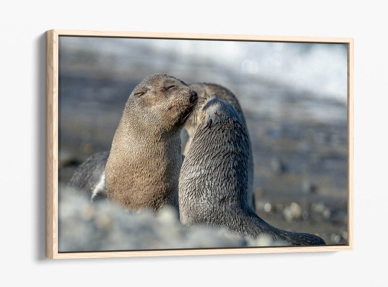 Sea Lions Canvas Art – Cute Beach Wall Decor Ready To Hang Bedroom Print