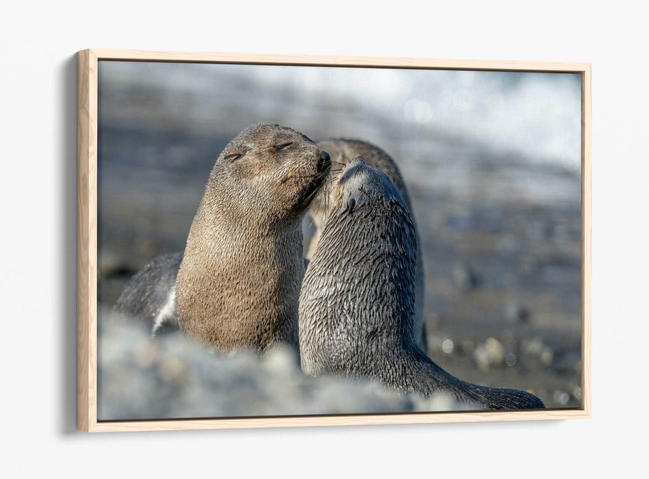 Sea Lions Canvas Art – Cute Beach Wall Decor Ready To Hang Bedroom Print