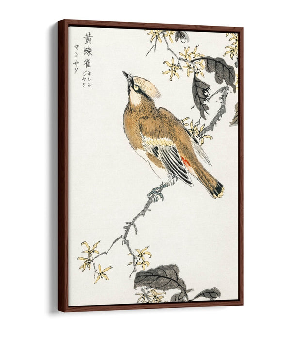 Canvas Wall Art - Numata Kashu Eastern Waxwing Float Effect Canvas Print