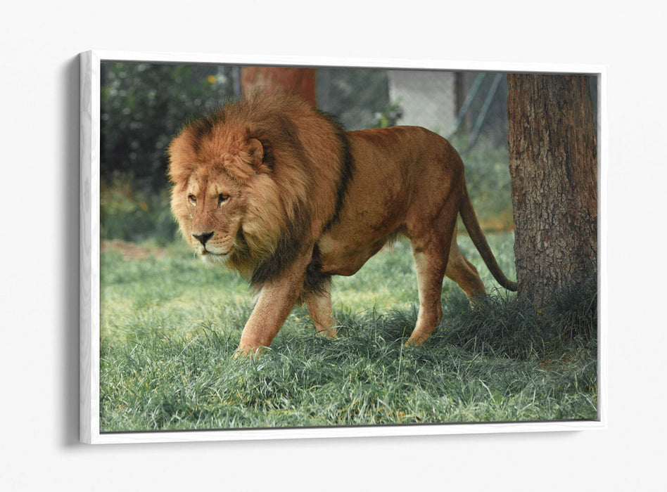 LION ON THE PROWL -FLOAT EFFECT CANVAS WALL ART PIC PRINT- ANIMAL PHOTOGRAPHY