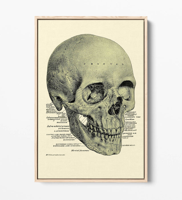 Vintage Skull Canvas - Labelled Skull Print On Handmade Canvas Art With Float Effect Frame