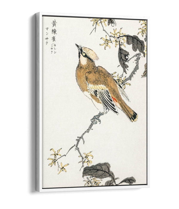 Canvas Wall Art - Numata Kashu Eastern Waxwing Float Effect Canvas Print