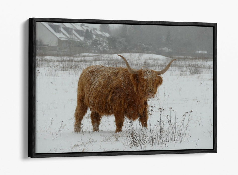 HIGHLAND COW SNOWY LANDSCAPE -FLOAT EFFECT CANVAS WALL ART PIC PRINT- ANIMAL