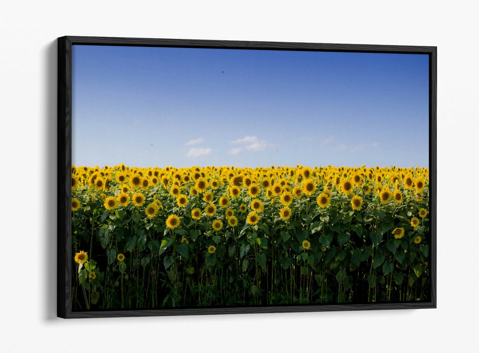 SUNFLOWER FIELD PHOTOGRAPHY -FLOAT EFFECT CANVAS WALL ART PIC PRINT