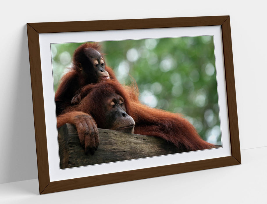 Orangutan Wall Art – Cute Mother and Baby Primate Framed Poster Print