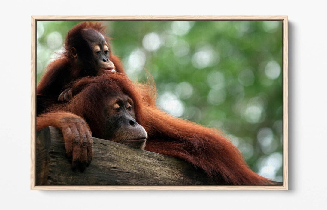 Orangutan Canvas Art - Mother and Baby Wildlife Wall Decor with Floating Frame