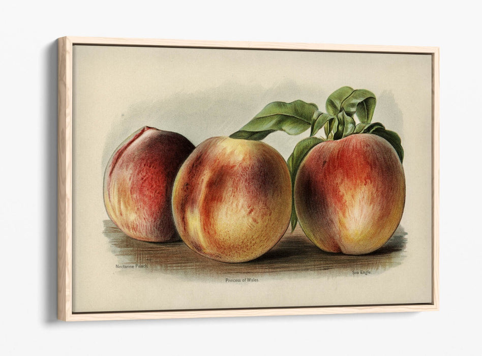 Canvas Wall Art - Vintage Peach Illustration | Float Effect Canvas Print, Ready To Hang