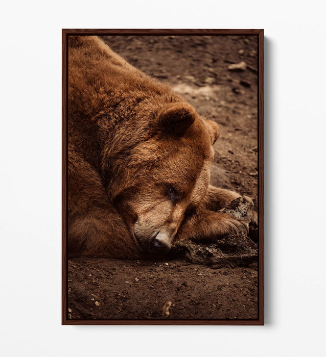 CLOSE-UP OF BROWN BEAR LAYING DOWN FLOAT EFFECT CANVAS WALL ART PRINT