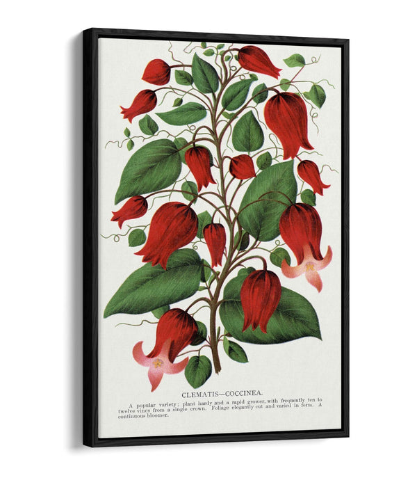 Canvas Wall Art – Clematis Flower Print on Premium Float Frame, Handmade UK