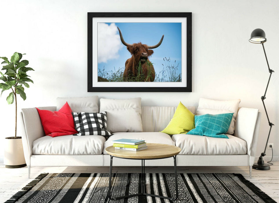 HIGHLAND COW BLUE SKY -WALL ART FRAMED POSTER PICTURE PRINT- ANIMAL PHOTO