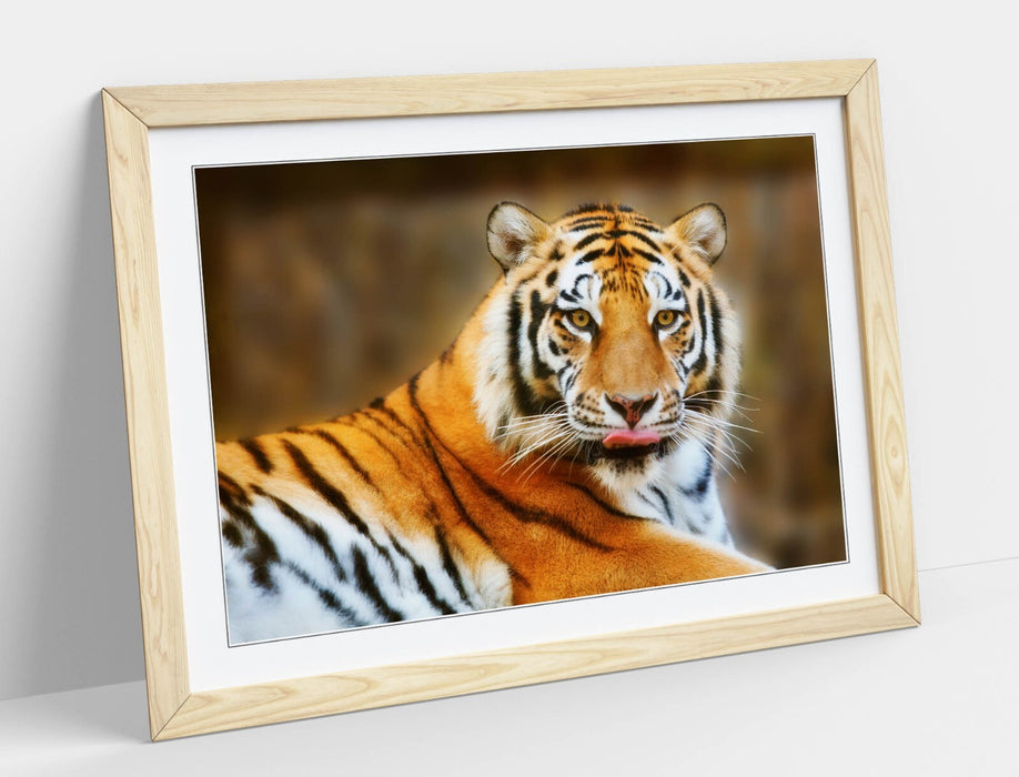Funny Tiger Wall Art - Framed Wall Art Poster With Tiger Tongue Print, UK Handmade