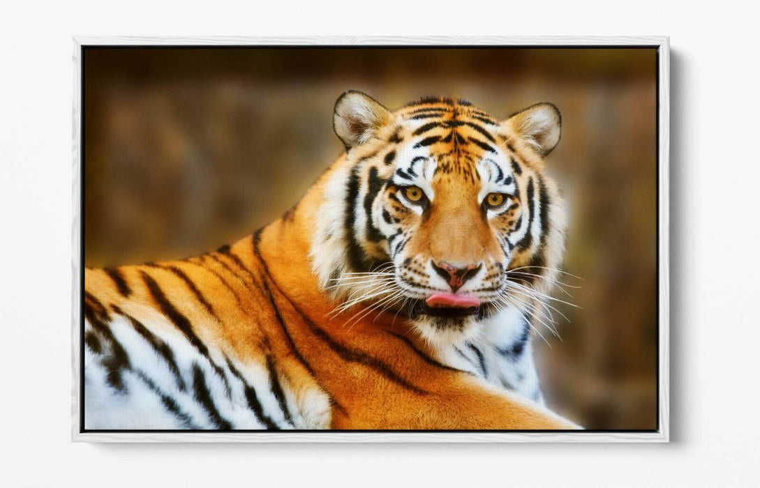 Funny Tiger Canvas Art - Tongue Out Tiger Print | Premium Float Effect Canvas Wall Art
