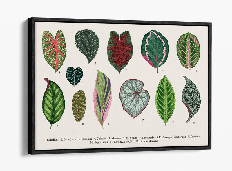 Plant Leaf Canvas Art – Botanical Wall Decor With Float Effect Frame