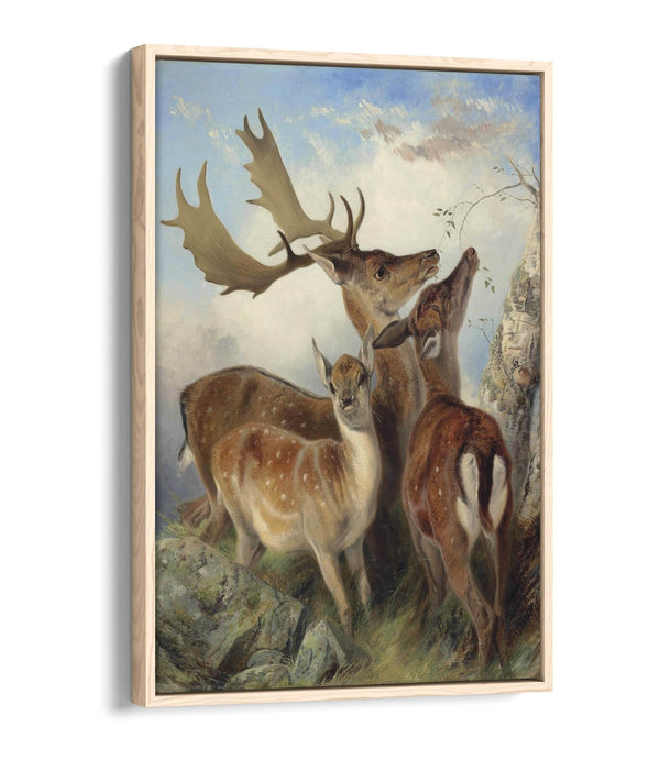 Float Effect Canvas Art - Fallow Deer Wall Art with Custom MDF Frame