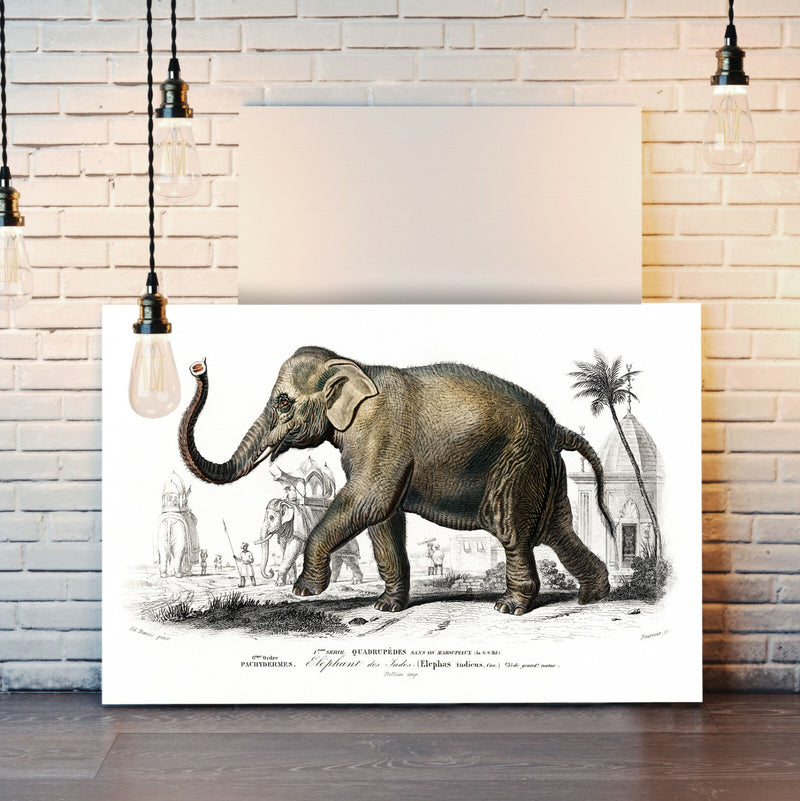 Elephant Canvas Wall Art - Framed Animal Print On Archival Grade Canvas