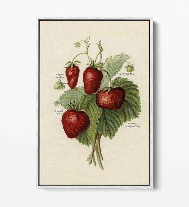 Canvas Art Print - Vintage Strawberries Wall Art With Float Effect Frame