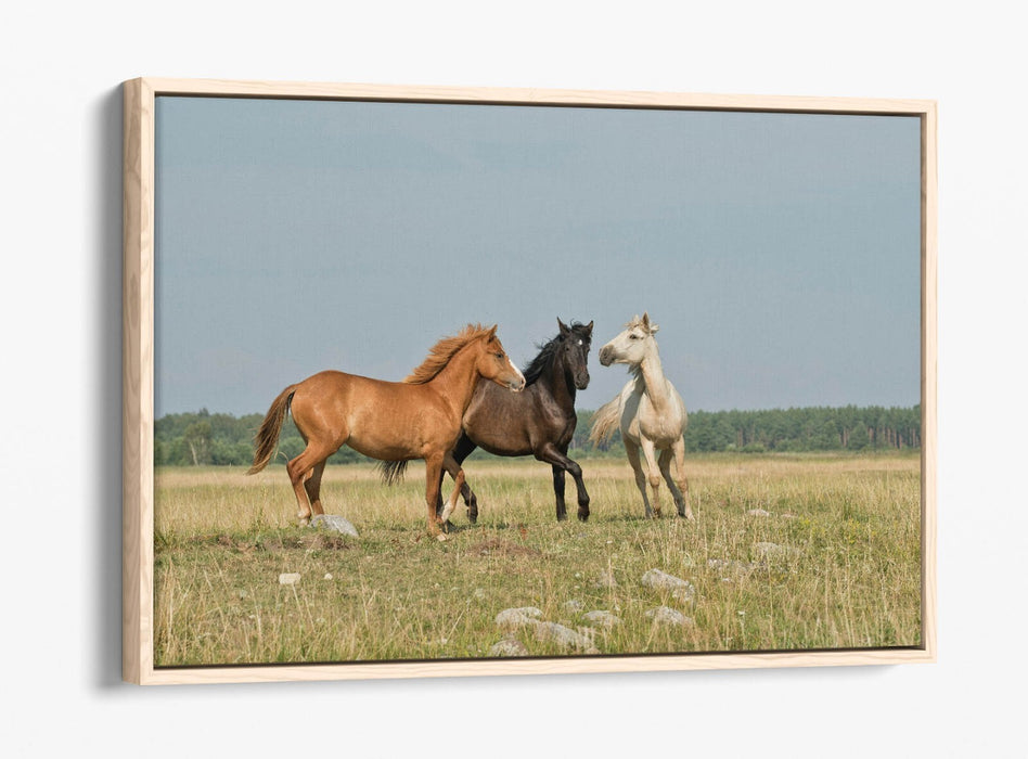 HORSES GALLOPING IN FIELD LANDSCAPE HOME DECO FLOAT EFFECT CANVAS WALL ART PRINT