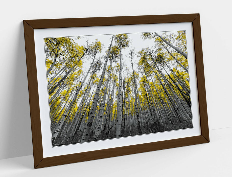 ASPEN TREES -ART FRAMED POSTER PICTURE PRINT ARTWORK- BLACK WHITE YELLOW