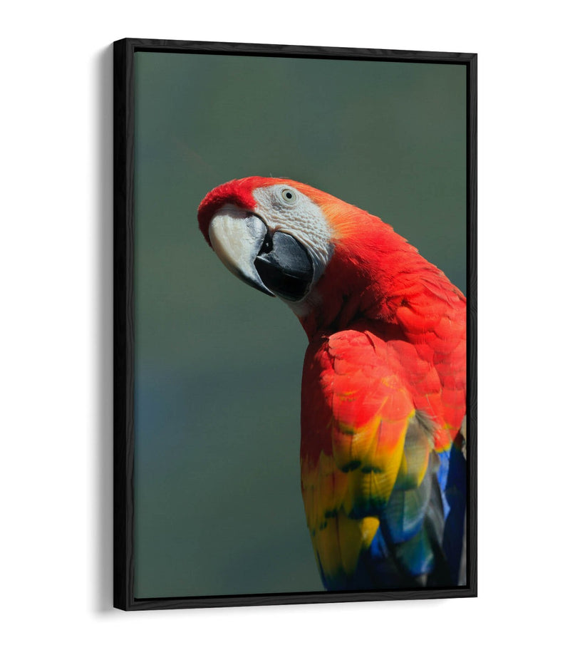 Parrot Canvas Art - Multi Color Wall Art With Float Effect Canvas & MDF Frame