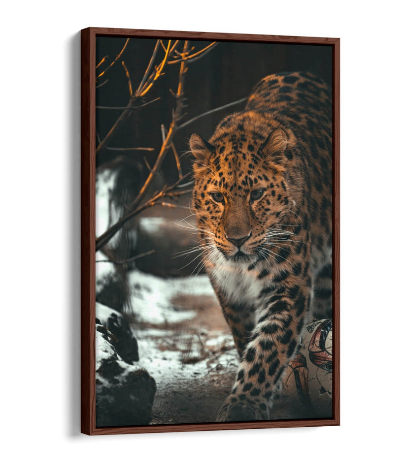 Snow Leopard Canvas Art - Wildlife Wall Art Print | Float Effect Frame