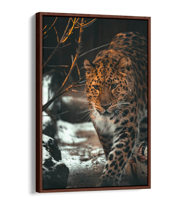 Snow Leopard Canvas Art - Wildlife Wall Art Print | Float Effect Frame