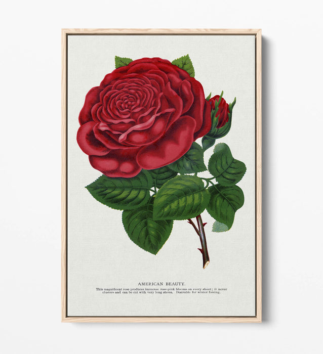 Red Rose Canvas Art – American Beauty Print on Float Effect Canvas Wall Art