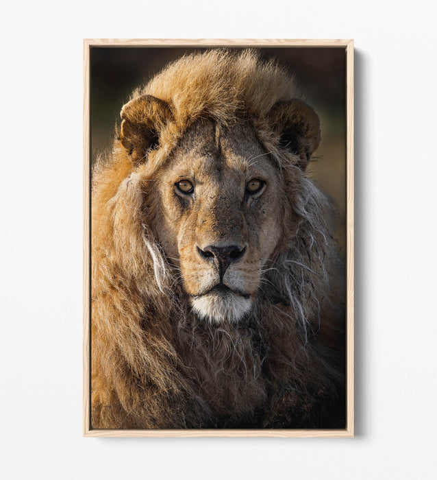 Lion Canvas Wall Art – Float Effect Canvas Print With Deep Frame, Handmade UK