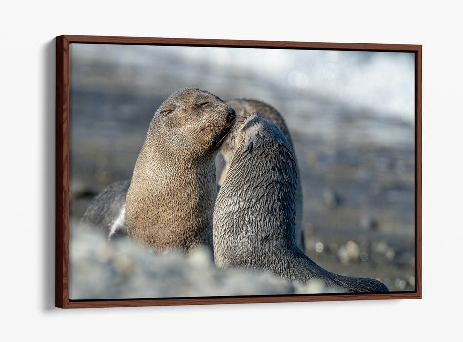 Sea Lions Canvas Art – Cute Beach Wall Decor Ready To Hang Bedroom Print