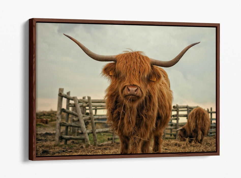 HIGHLAND COW RUSTIC FARM PHOTO -FLOAT EFFECT CANVAS WALL ART PIC PRINT- ANIMAL