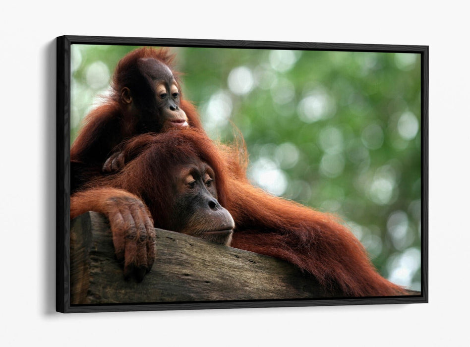 Orangutan Canvas Art - Mother and Baby Wildlife Wall Decor with Floating Frame