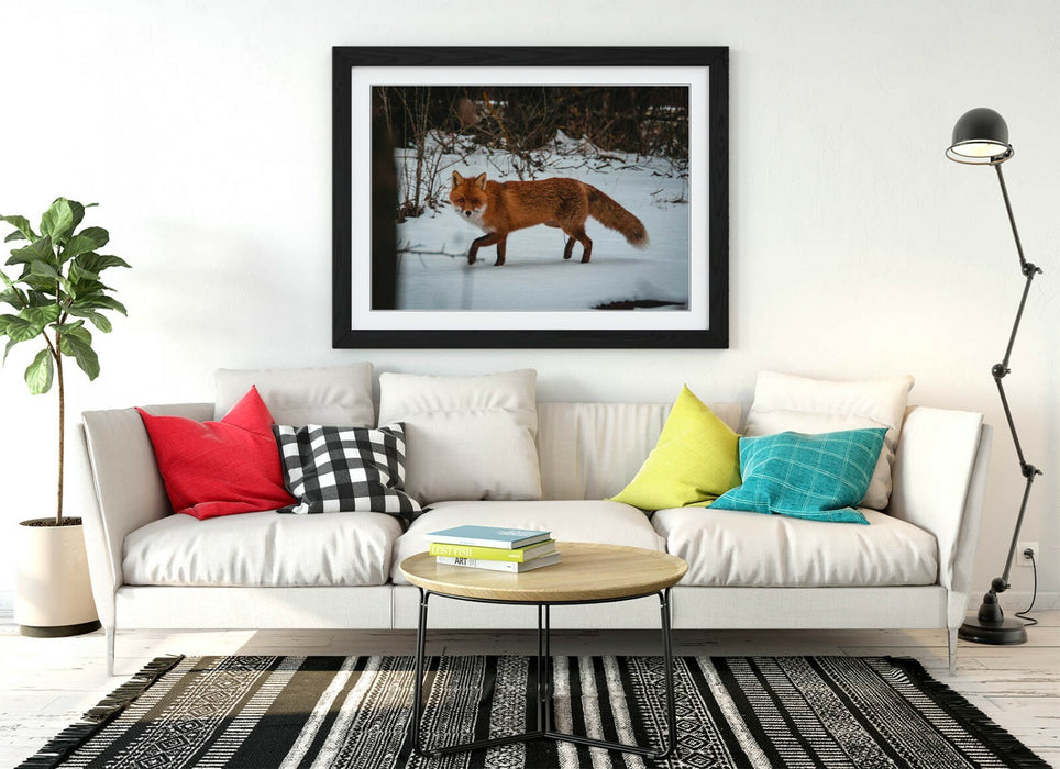 RED FOX SNOWY, WILDLIFE PHOTOGRAPHY -ART FRAMED POSTER PICTURE PRINT ARTWORK