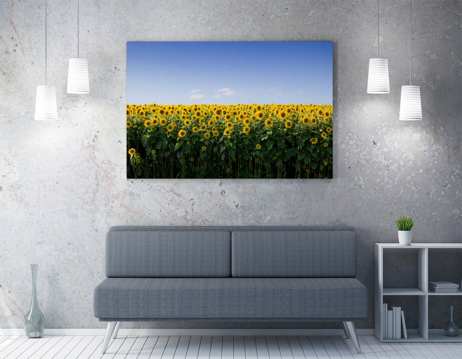 SUNFLOWER FIELD PHOTOGRAPHY -CANVAS WALL ART PRINT ARTWORK 30MM DEEP FRAMED