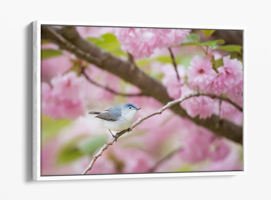 BIRD & CHERRY BLOSSOM PHOTOGRAPHY -FLOAT EFFECT CANVAS WALL ART PICTURE PRINT