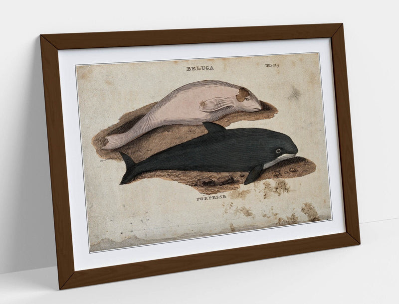 Beluga Whale Wall Art – Framed Art Print With Porpoise Home Decor Poster